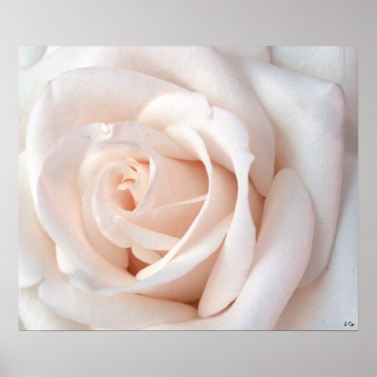 Weddenschap Roos Poster, S Cyr Poster (Voorkant)