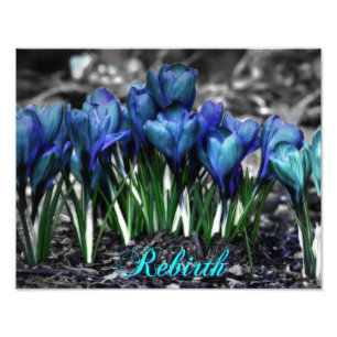 Wedergeboorte van de Blauwe Bloei van de Krokus Foto Afdruk
