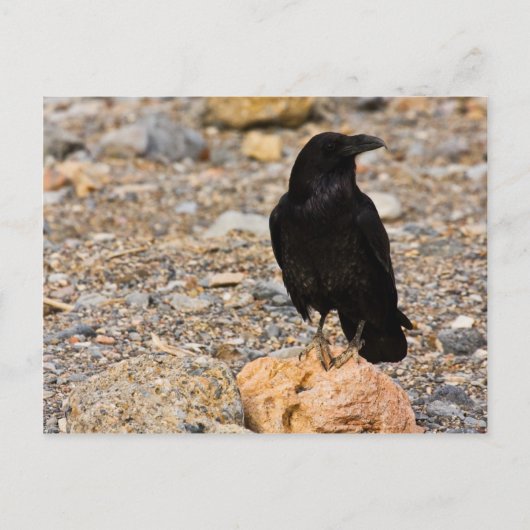 Wederzijdse nieuwsgierigheid briefkaart (Voorkant)