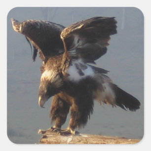 Wedge Tailed Eagle - Sticker