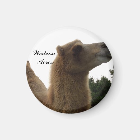 Wedrose Acres kamelenmagneet Magneet (Voorkant)