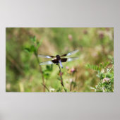 weduwe skimmer poster (Voorkant)