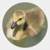 Wee Gans Zwemmen Ronde Sticker (Voorkant)