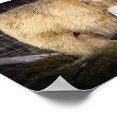 Wee Hamish the Polar Beer Cub Poster (Hoek)