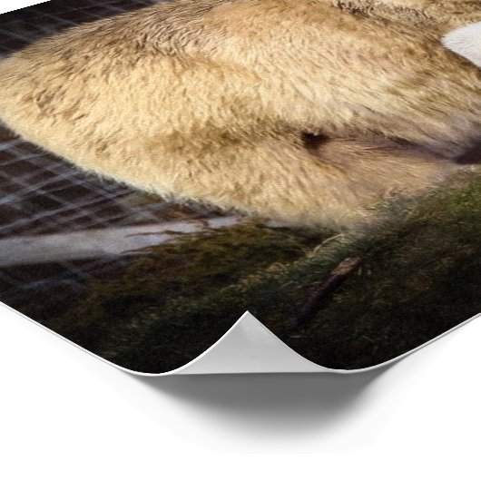 Wee Hamish the Polar Beer Cub Poster (Hoek)