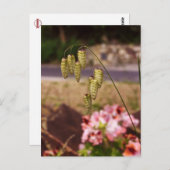 Weeds in mijn Briefkaart van de tuin (Voorkant / Achterkant)