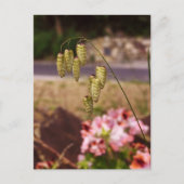 Weeds in mijn Briefkaart van de tuin (Voorkant)