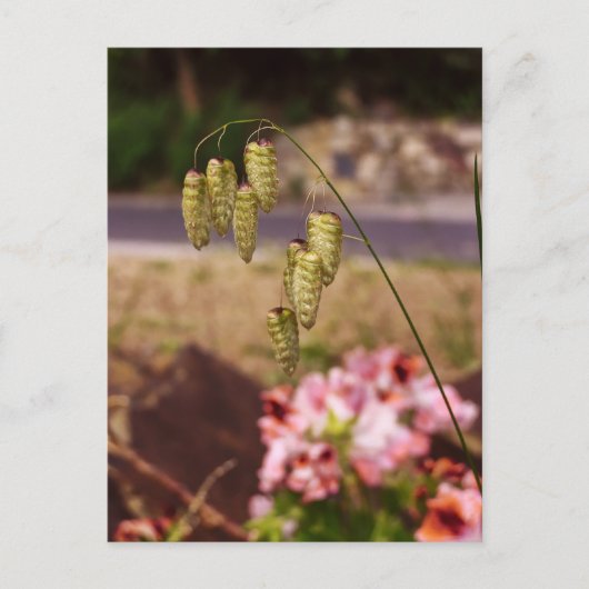 Weeds in mijn Briefkaart van de tuin (Voorkant)