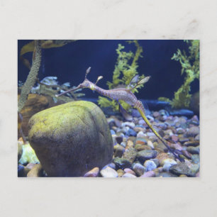 Weedy Seadragon # 1 Briefkaart