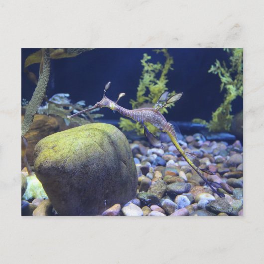 Weedy Seadragon # 1 Briefkaart (Voorkant)