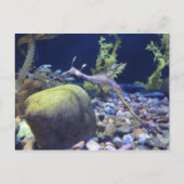 Weedy Seadragon # 2 Briefkaart (Voorkant)