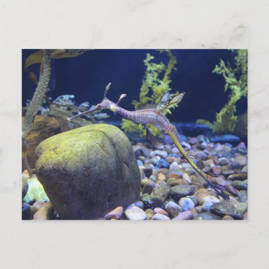 Weedy Seadragon # 2 Briefkaart (Voorkant)