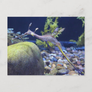 Weedy Seadragon # 3 Briefkaart