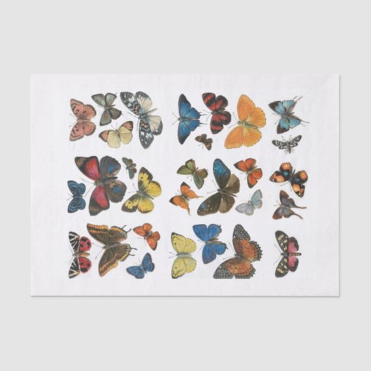 Weefsel Papier vlinder ontkoppeling (Voorkant)