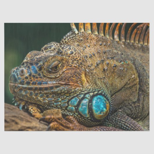 weefsel van reptiel tissuepapier (Voorkant)