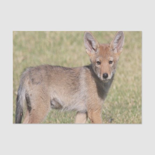 Weefselpapier Coyote Tissuepapier (Voorkant)