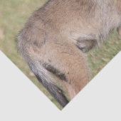 Weefselpapier Coyote Tissuepapier (Detail)