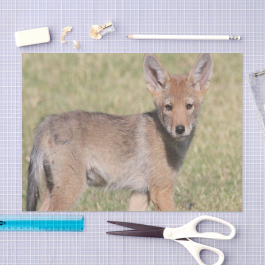 Weefselpapier Coyote Tissuepapier (Craft)