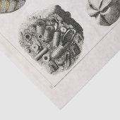 WEEFSELPAPIER :  FOSSIELKARAKTER : GOLDSMITH TISSUEPAPIER (Detail)