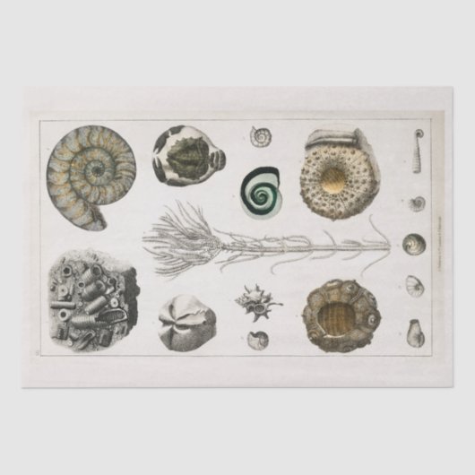 WEEFSELPAPIER :  FOSSIELKARAKTER : GOLDSMITH TISSUEPAPIER (Voorkant)