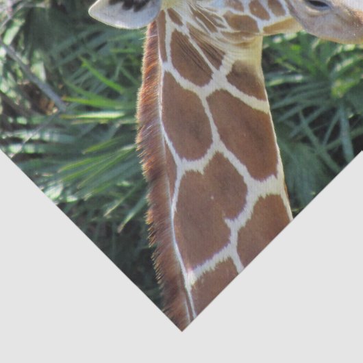 Weefselpapier Giraffe Tissuepapier (Detail)
