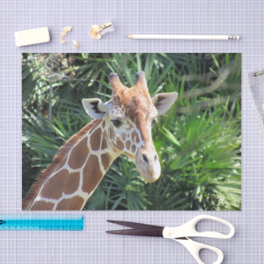 Weefselpapier Giraffe Tissuepapier (Craft)