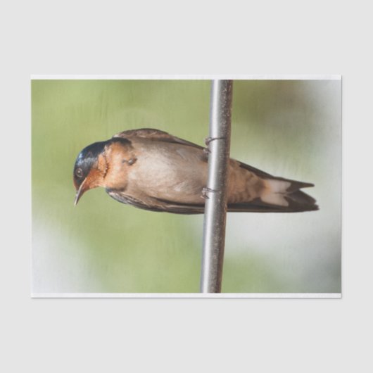 Weefselpapier met Afbeelding slik Tissuepapier (Voorkant)