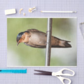 Weefselpapier met Afbeelding slik Tissuepapier (Craft)