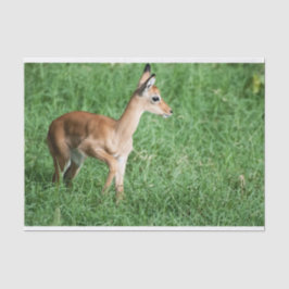 Weefselpapier met Afbeelding van Baby Impala Tissuepapier