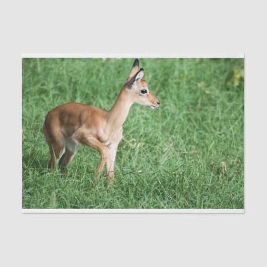 Weefselpapier met Afbeelding van Baby Impala Tissuepapier (Voorkant)