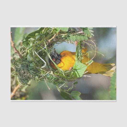 Weefselpapier met Afbeelding van de Weaver Bird Tissuepapier (Voorkant)