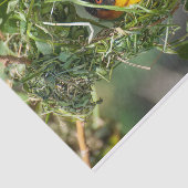 Weefselpapier met Afbeelding van de Weaver Bird Tissuepapier (Detail)