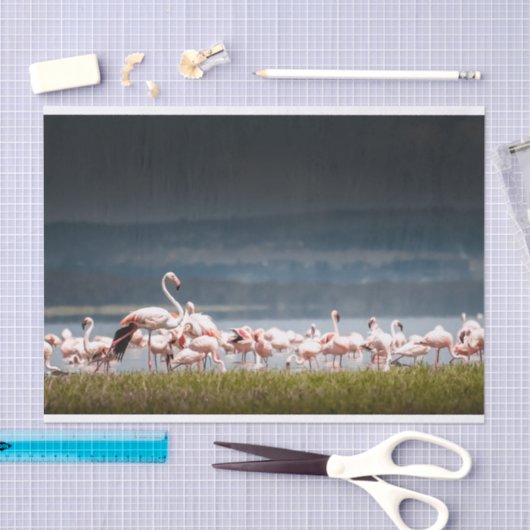 Weefselpapier met Afbeelding van Flamingos Tissuepapier (Craft)
