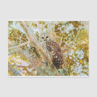 Weefselpapier met Barred Owl Tissuepapier
