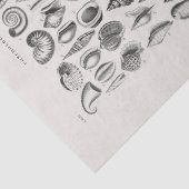 WEEFSELPAPIER : OLIVER GOLDSMITH : CONCHOLOGIE TISSUEPAPIER (Detail)