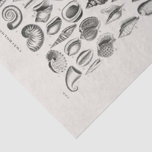WEEFSELPAPIER : OLIVER GOLDSMITH : CONCHOLOGIE TISSUEPAPIER (Detail)