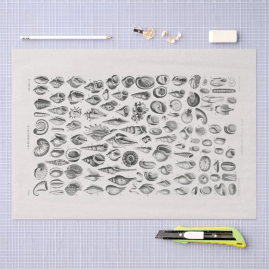 WEEFSELPAPIER : OLIVER GOLDSMITH : CONCHOLOGIE TISSUEPAPIER (Craft)