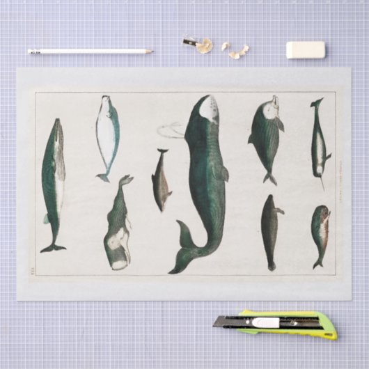 WEEFSELPAPIER : OLIVER GOLDSMITH : WALEN TISSUEPAPIER (Craft)