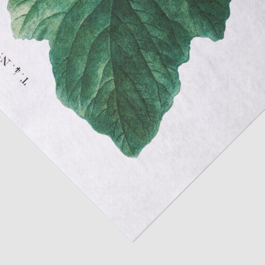 WEEFSELPAPIER : PIERRE ' JOSEPH REDOUTÉ : FIGS TISSUEPAPIER (Detail)