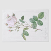 WEEFSELPAPIER : PIERRE ' JOSEPH REDOUTÉ : WITTE RO TISSUEPAPIER (Voorkant)