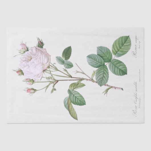 WEEFSELPAPIER : PIERRE ' JOSEPH REDOUTÉ : WITTE RO TISSUEPAPIER (Voorkant)