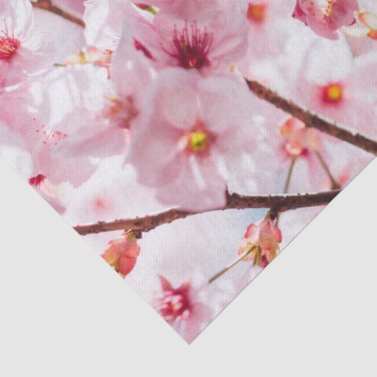 WEEFSELPAPIER : SAKURA : CHERRY BLOSSOMS TISSUEPAPIER (Detail)