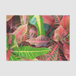 Weefselpapier Tissuepapier