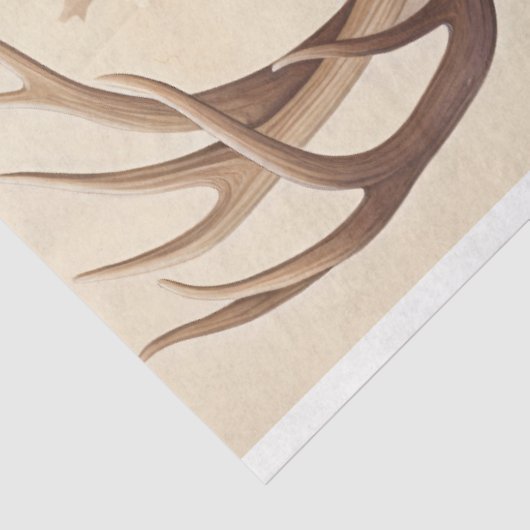 Weefselpapier Tissuepapier (Detail)