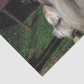 Weefselpapier Tissuepapier (Detail)