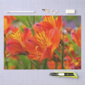 Weefselpapier van Oranje alstromerie (Peruaanse Li Tissuepapier (Craft)