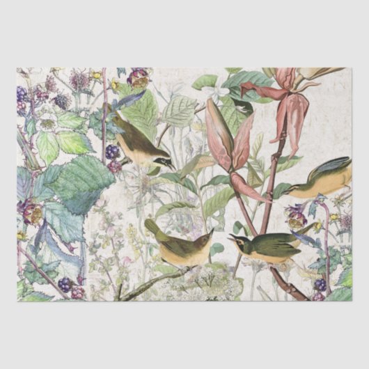 Weefselpapier voor audubon Warbler Tissuepapier (Voorkant)