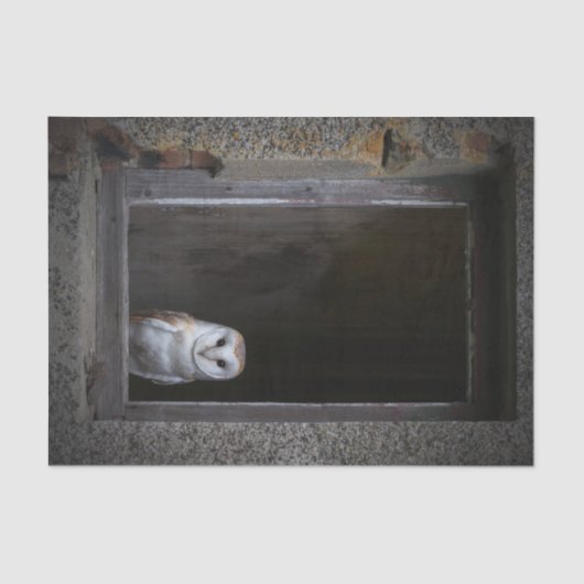 Weefselpapier voor Barn Owl Tissuepapier (Voorkant)