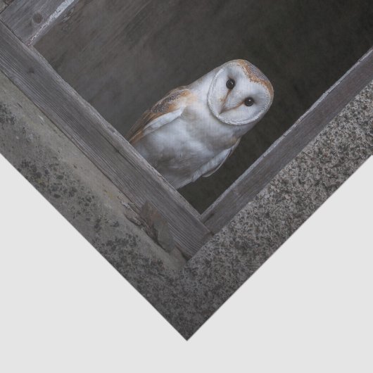 Weefselpapier voor Barn Owl Tissuepapier (Detail)