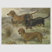 Weefselpapier voor  dachshunds tissuepapier (Voorkant)